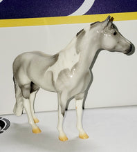 Load image into Gallery viewer, Breyer &quot;Beau&quot; Warmblood Stallion Glossy Grey Pinto Web Special 2019
