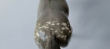 Load image into Gallery viewer, Breyer Running Mare #123 “Sugar” Glossy Dapple Grey 61-73 NM Gorgeous model
